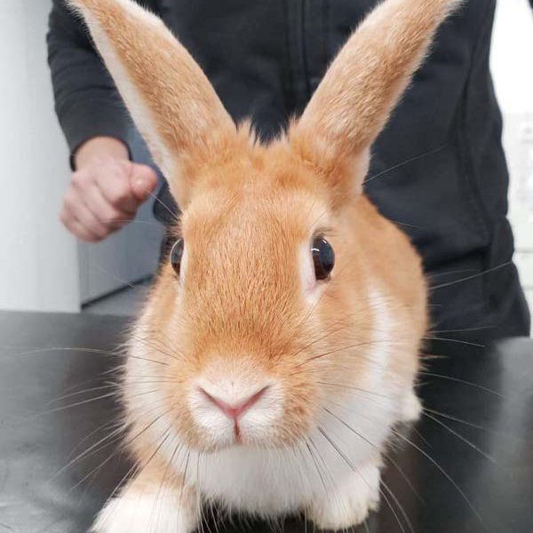 Kaninchenhäsin Lady Löffel / © 2018 Arche KaNaum (AE)