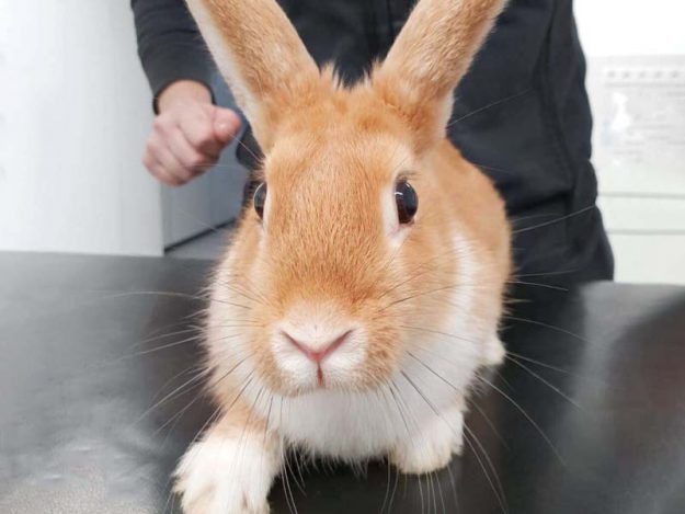 Kaninchenhäsin Lady Löffel / © 2018 Arche KaNaum (AE)