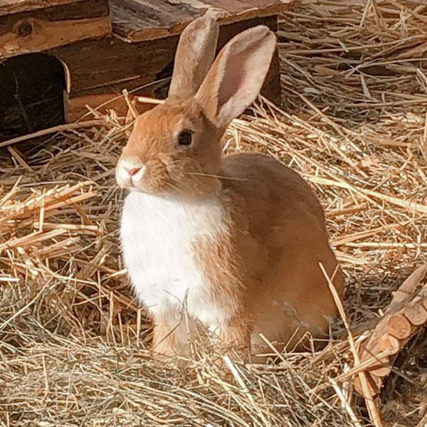 Kaninchenhäsin Lady Löffel / © 2018 Arche KaNaum (AE)