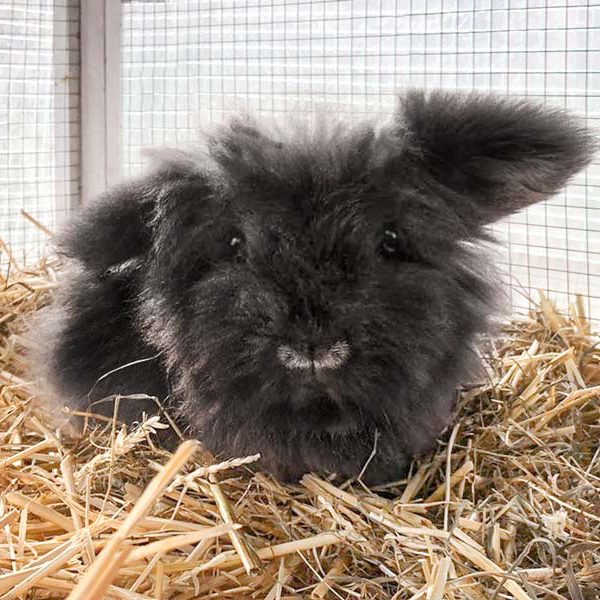 Kaninchenhäsin Nala / © 2018 Arche KaNaum (AE) Kaninchenhäsin Nala / © 2018 Arche KaNaum (AE)