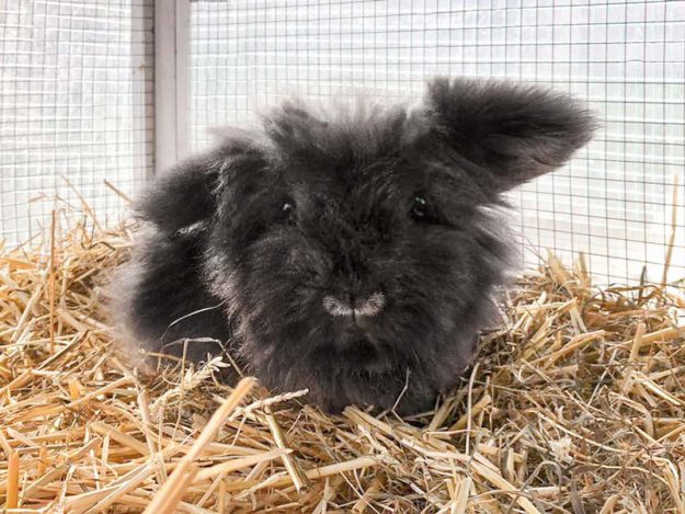 Kaninchenhäsin Nala / © 2018 Arche KaNaum (AE)