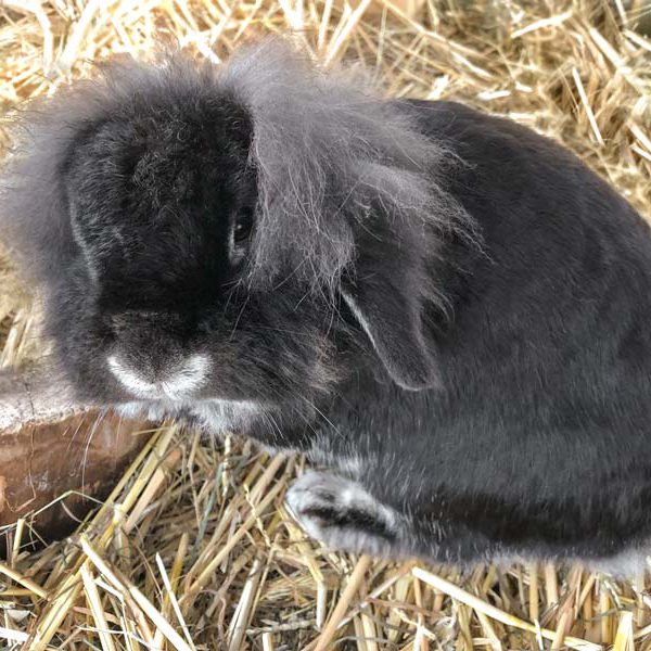 Kaninchenbock Simba / © 2018 Arche KaNaum (AE) Kaninchenbock Simba / © 2018 Arche KaNaum (AE)