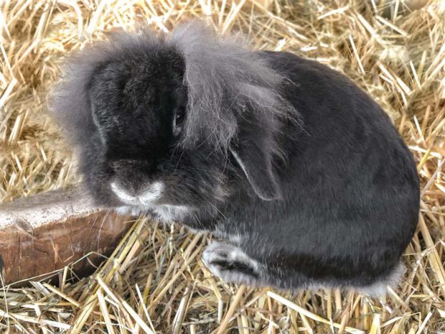 Kaninchenbock Simba / © 2018 Arche KaNaum (AE)