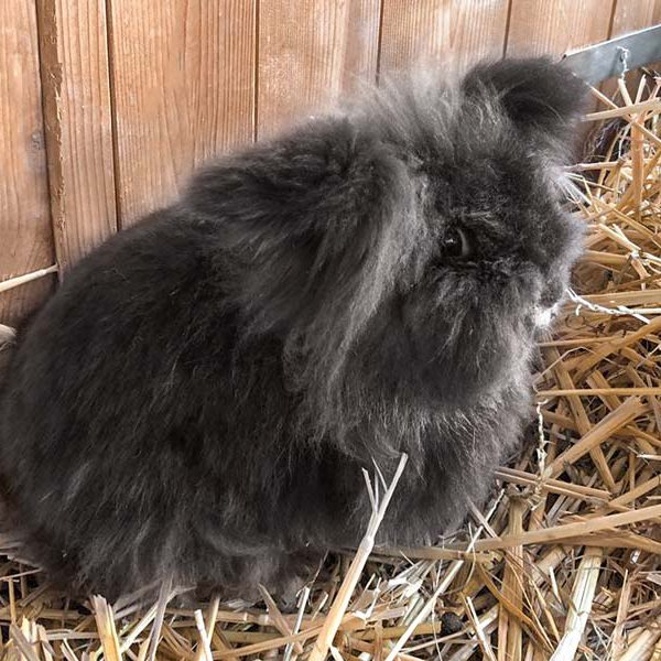 Kaninchenhäsin Nala / © 2018 Arche KaNaum (AE) Kaninchenhäsin Nala / © 2018 Arche KaNaum (AE)