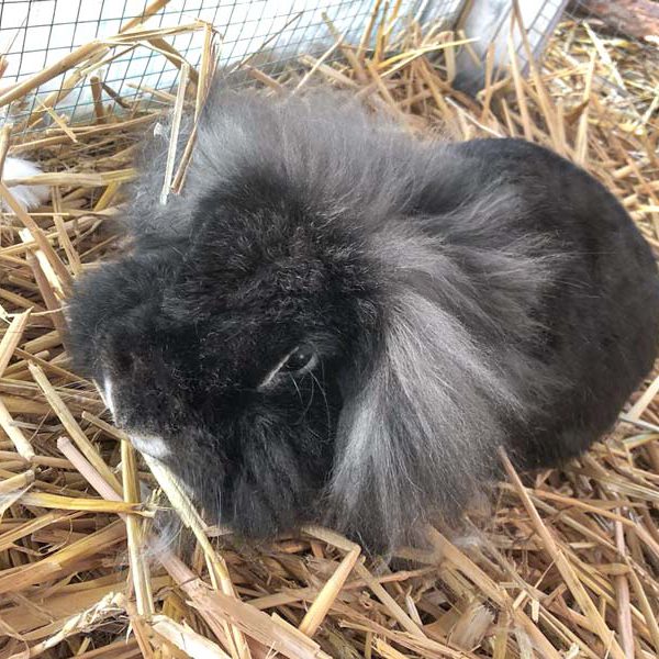 Kaninchenbock Simba / © 2018 Arche KaNaum (AE) Kaninchenbock Simba / © 2018 Arche KaNaum (AE)