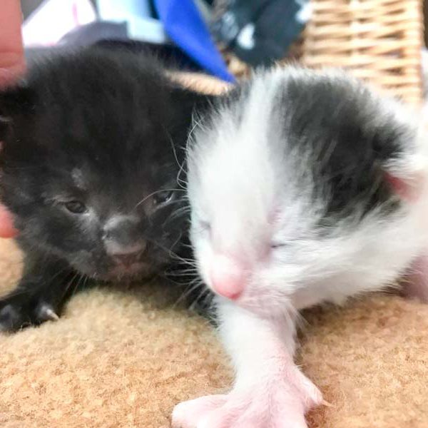 Kätzchen Mars (l.) mit Bruder Milky-Way / © 2018 Arche KaNaum (DN)