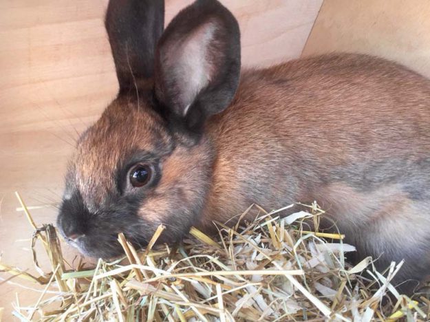 Kaninchenbock Garry / © 2018 Arche KaNaum (AE)