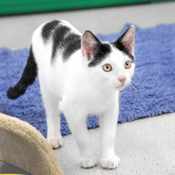 Kater Milky-Way / © 2018 Arche KaNaum (DN)