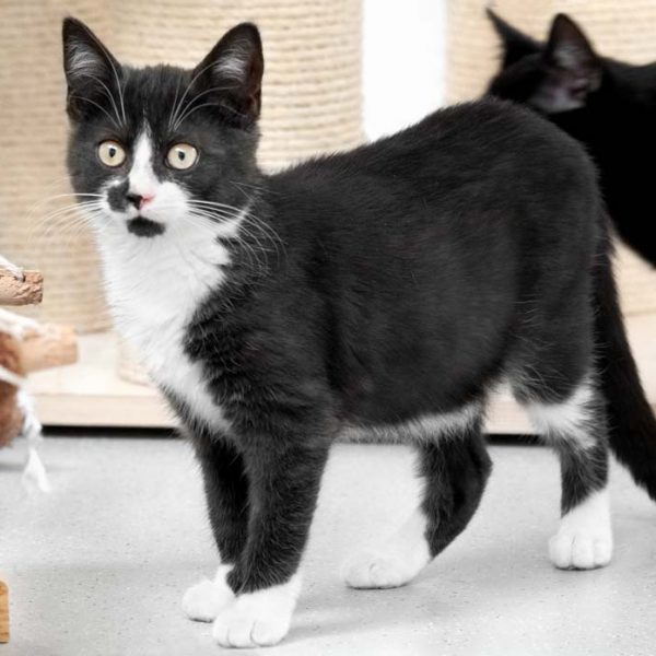 Kätzin Bounty / © 2018 Arche KaNaum (NH) Kätzin Bounty / © 2018 Arche KaNaum (NH)