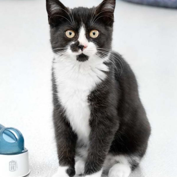 Kätzin Bounty / © 2018 Arche KaNaum (NH) Kätzin Bounty / © 2018 Arche KaNaum (NH)