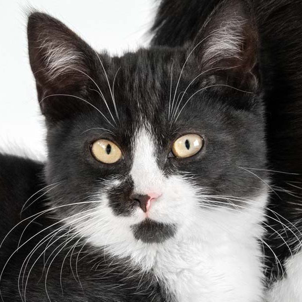 Kätzin Bounty / © 2018 Arche KaNaum (NH) Kätzin Bounty / © 2018 Arche KaNaum (NH)