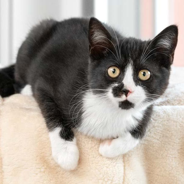 Kätzin Bounty / © 2018 Arche KaNaum (NH) Kätzin Bounty / © 2018 Arche KaNaum (NH)