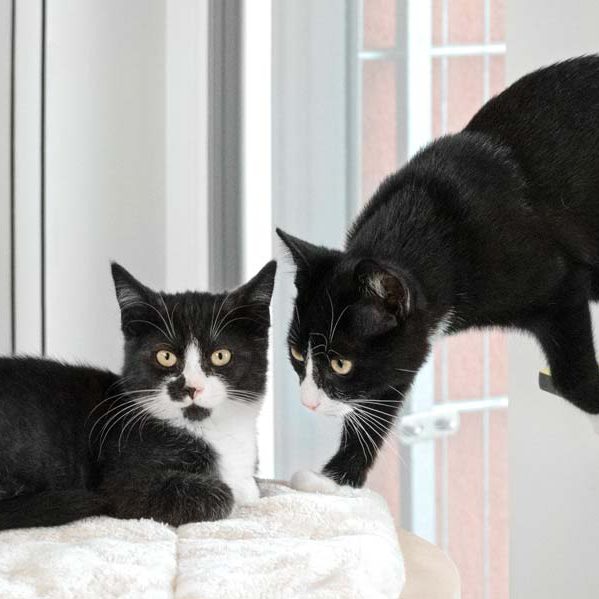 Kätzin Bounty (l.) mit Bruder Knoppers  / © 2018 Arche KaNaum (NH) Kätzin Bounty (l.) mit Bruder Knoppers / © 2018 Arche KaNaum (NH)