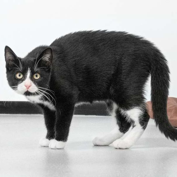 Kater Knoppers  / © 2018 Arche KaNaum (NH) Kater Knoppers / © 2018 Arche KaNaum (NH)