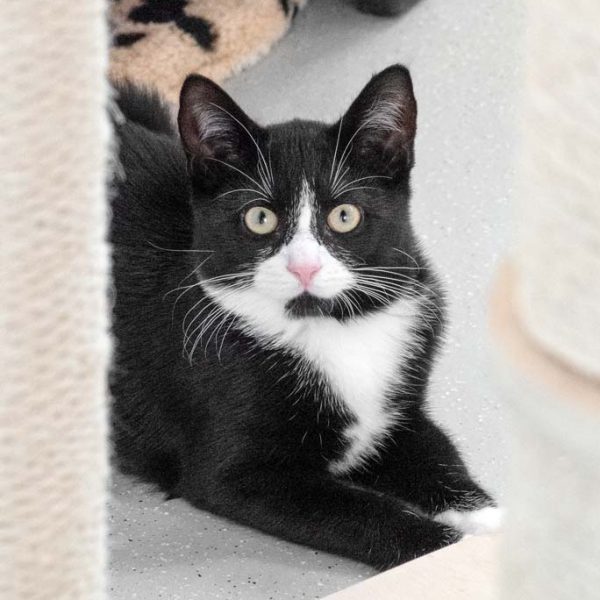 Kater Knoppers  / © 2018 Arche KaNaum (NH) Kater Knoppers / © 2018 Arche KaNaum (NH)