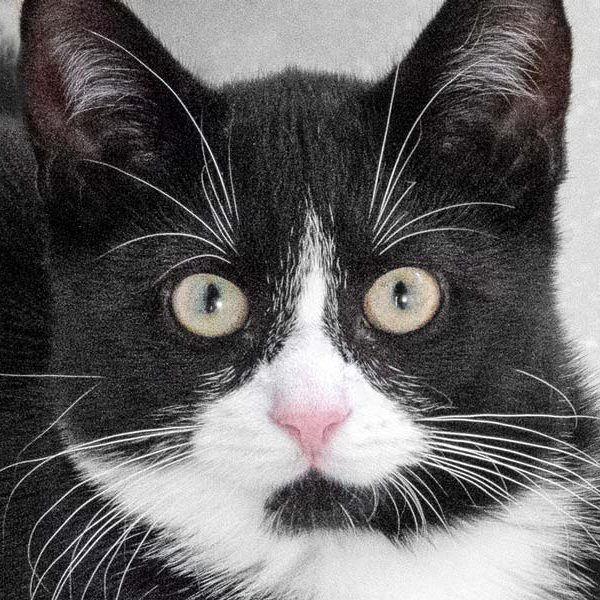 Kater Knoppers  / © 2018 Arche KaNaum (NH) Kater Knoppers / © 2018 Arche KaNaum (NH)