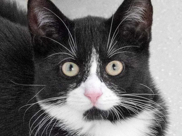 Kater Knoppers / © 2018 Arche KaNaum (NH)