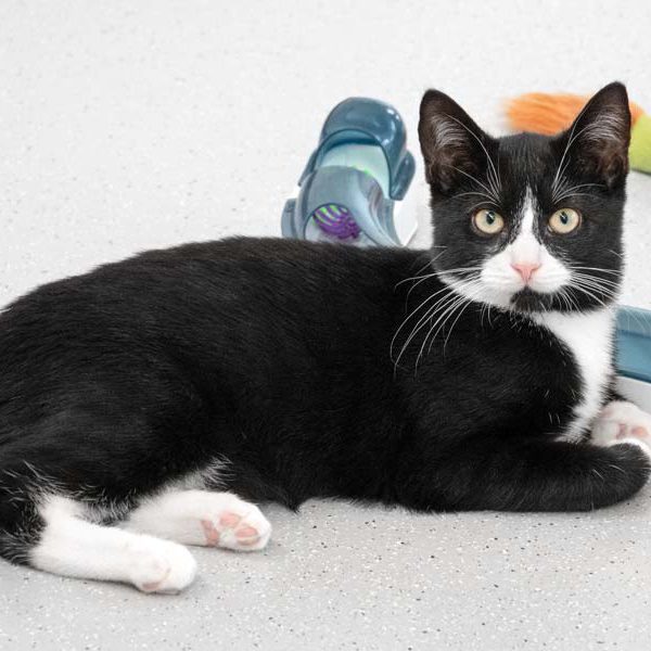 Kater Knoppers  / © 2018 Arche KaNaum (NH) Kater Knoppers / © 2018 Arche KaNaum (NH)