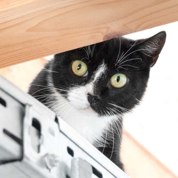 Kätzin Leonie / © 2018 Arche KaNaum (NH)