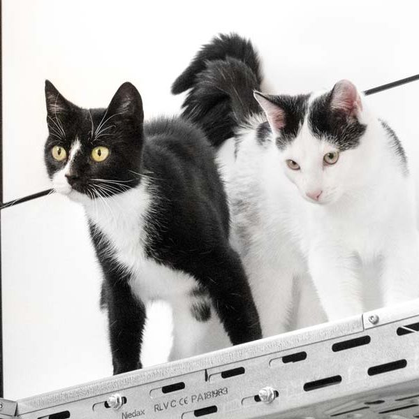 Kätzin Leonie (l.) mit Sohn Milky-Way / © 2018 Arche KaNaum (NH)