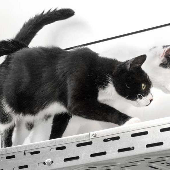 Kätzin Leonie (v.) mit Sohn Milky-Way / © 2018 Arche KaNaum (NH)