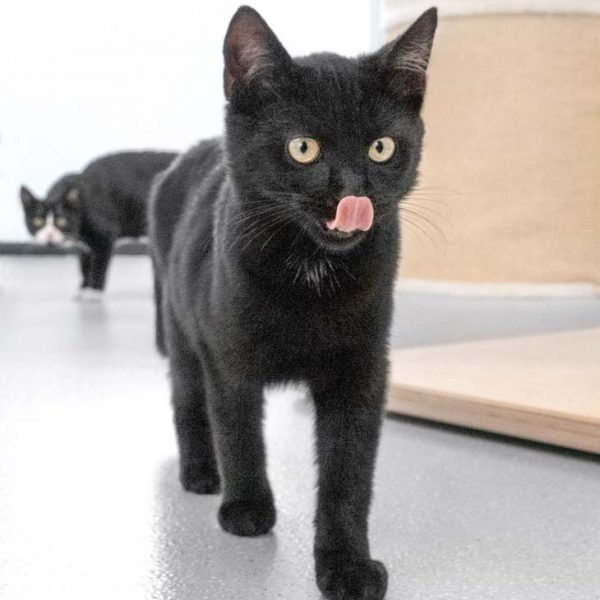 Kätzin Mars / © 2018 Arche KaNaum (NH) Kätzin Mars / © 2018 Arche KaNaum (NH)