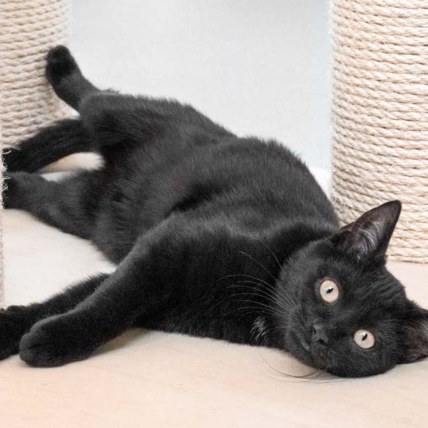 Kätzin Mars / © 2018 Arche KaNaum (NH) Kätzin Mars / © 2018 Arche KaNaum (NH)