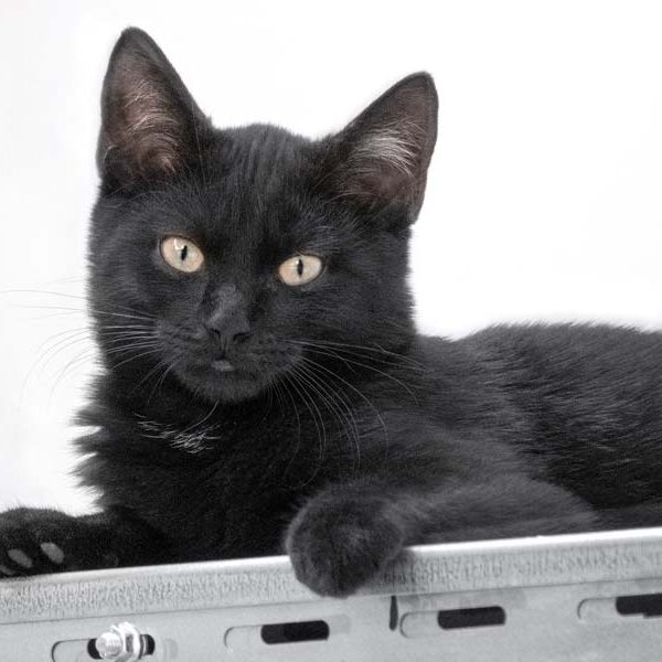 Kätzin Mars / © 2018 Arche KaNaum (NH) Kätzin Mars / © 2018 Arche KaNaum (NH)