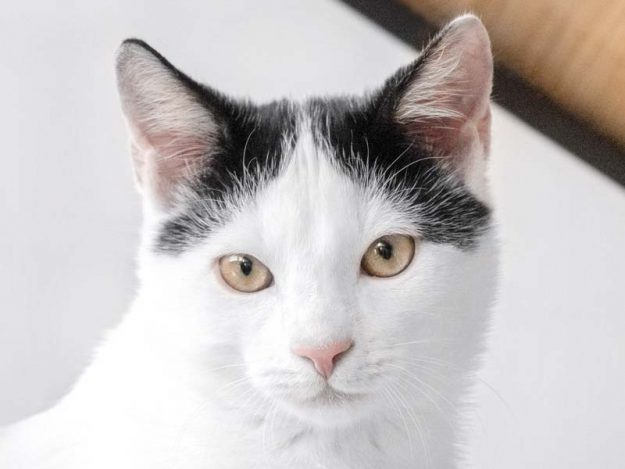 Kater Milky-Way / © 2018 Arche KaNaum (NH)