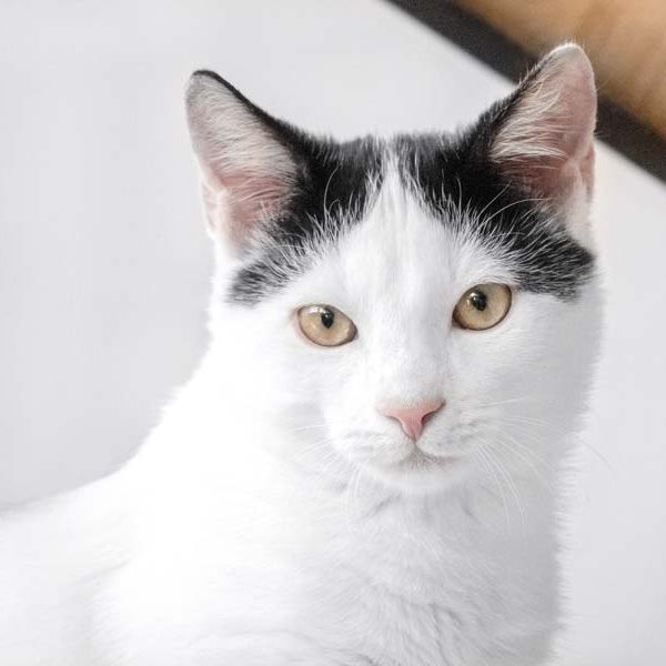 Kater Milky-Way / © 2018 Arche KaNaum (NH)