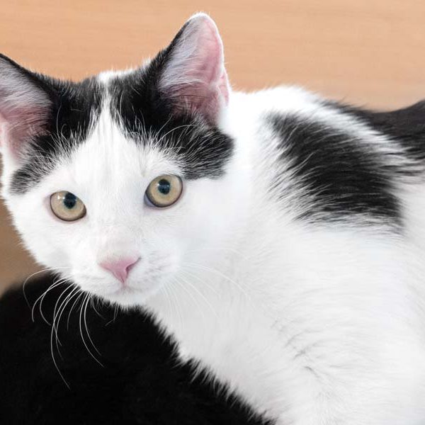 Kater Milky-Way / © 2018 Arche KaNaum (NH)