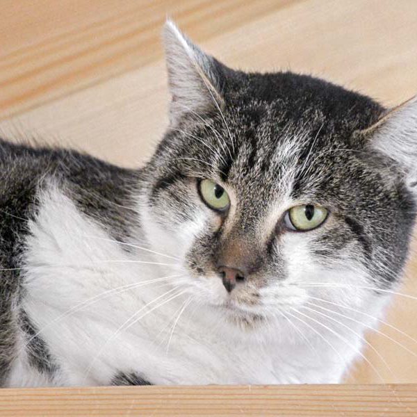 Kater Fixie / © 2018 Arche KaNaum (DN)