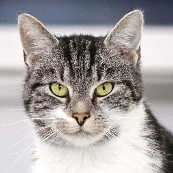 Kätzin Maxime / © 2018 Arche KaNaum (DN)