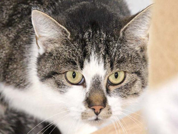 Kätzin Mimmi / © 2018 Arche KaNaum (DN)