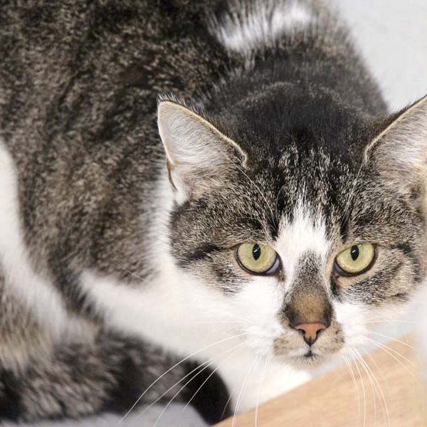 Kätzin Mimmi / © 2018 Arche KaNaum (DN)