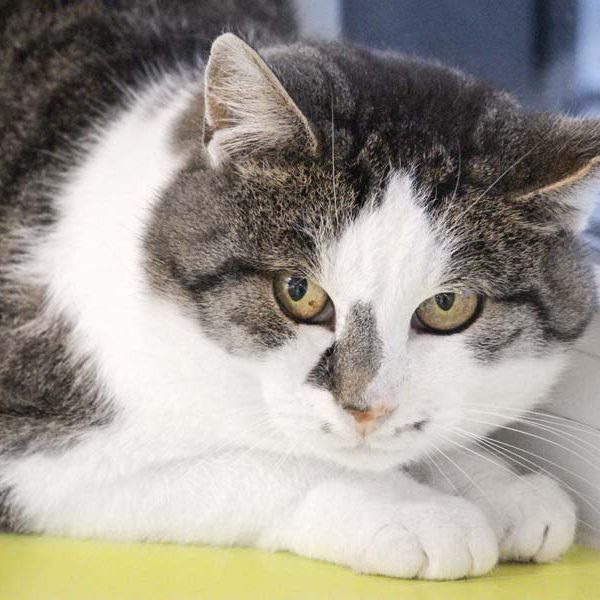 Kater Mimo / © 2018 Arche KaNaum (DN)