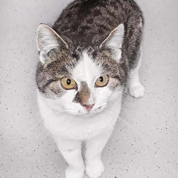 Kater Mimo / © 2018 Arche KaNaum (DN)