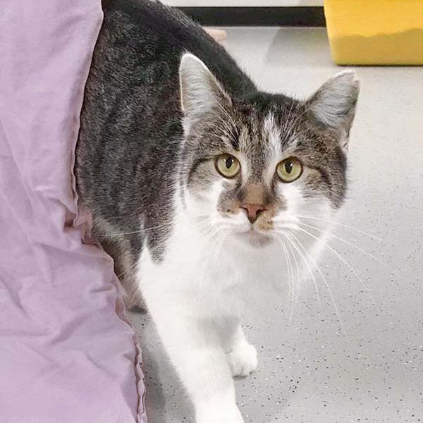 Kater Fixie / © 2018 Arche KaNaum (DN)