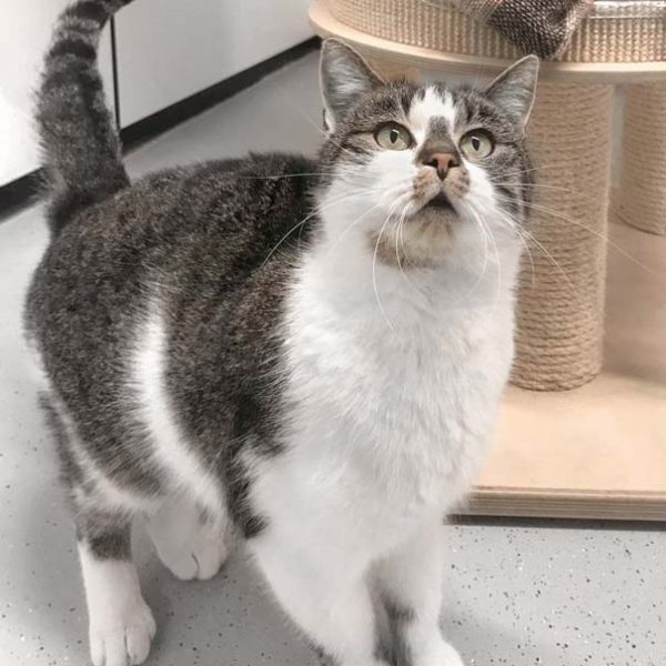 Kätzin Mimmi / © 2018 Arche KaNaum (DN)