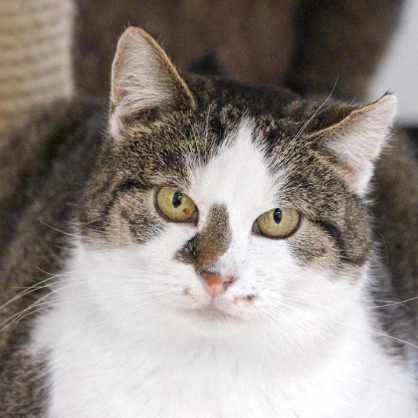 Kater Mimo / © 2019 Arche KaNaum (DN)