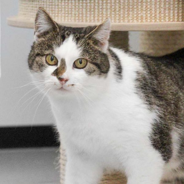 Kater Mimo / © 2019 Arche KaNaum (DN)