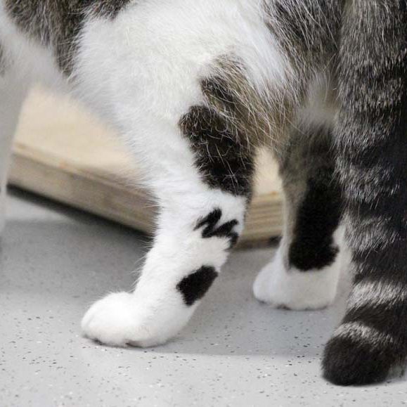 Kater Mimo / © 2019 Arche KaNaum (DN)