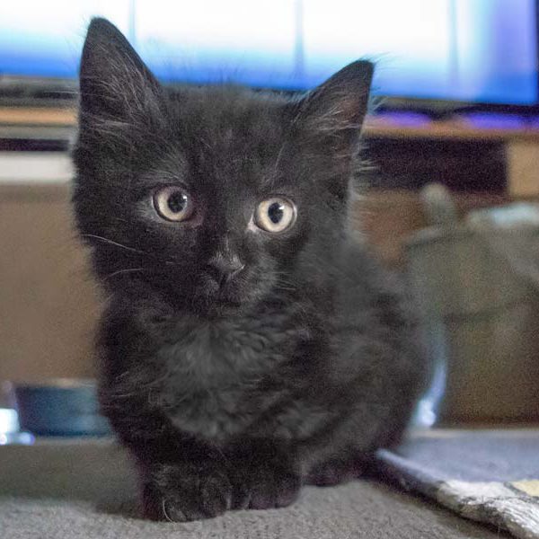 Kätzin Amai  / © 2018 Arche KaNaum (CW) Kätzin Amai / © 2018 Arche KaNaum (CW)