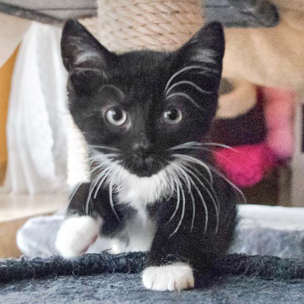 Kätzin Kamuti / © 2018 Arche KaNaum (CW) Kätzin Kamuti / © 2018 Arche KaNaum (CW)