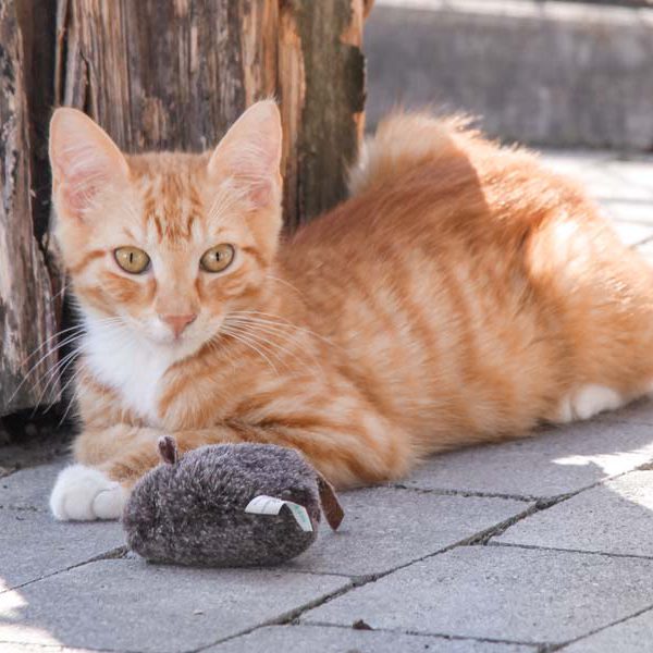 Kater Diabolo / © 2018 Arche KaNaum (DN)