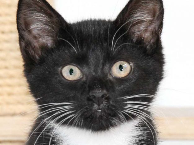 Kätzin Kamuti / © 2018 Arche KaNaum (DN)