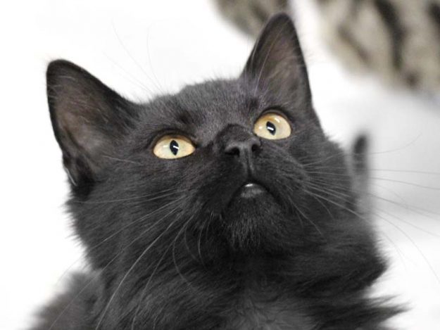 Kätzin Amai / © 2018 Arche KaNaum (DN)