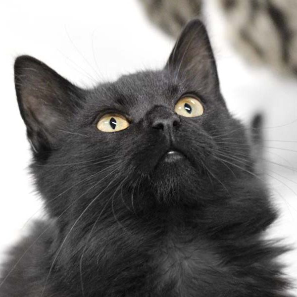 Kätzin Amai  / © 2018 Arche KaNaum (DN) Kätzin Amai / © 2018 Arche KaNaum (DN)