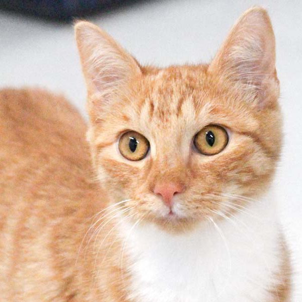 Kater Diabolo / © 2018 Arche KaNaum (DN)