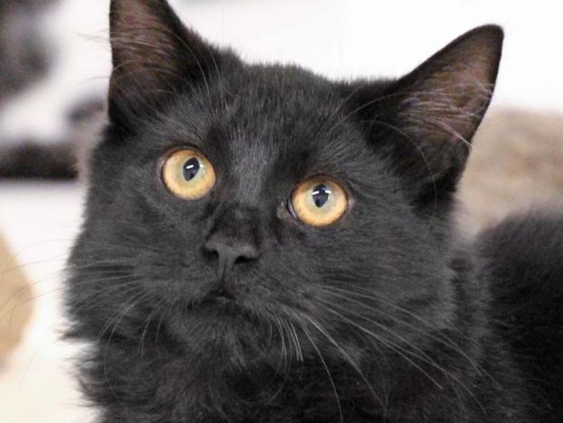 Kater Malao / © 2018 Arche KaNaum (DN)